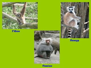 Гібон


                 Лемур




        Павіан
 