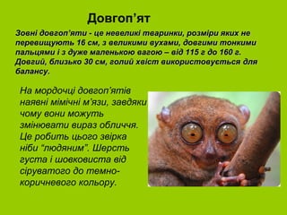 Довгоп’ят
Зовні довгоп’яти - це невеликі тваринки, розміри яких не
перевищують 16 см, з великими вухами, довгими тонкими
пальцями і з дуже маленькою вагою – від 115 г до 160 г.
Довгий, близько 30 см, голий хвіст використовується для
балансу.

 На мордочці довгоп’ятів
 наявні мімічні м’язи, завдяки
 чому вони можуть
 змінювати вираз обличчя.
 Це робить цього звірка
 ніби “людяним”. Шерсть
 густа і шовковиста від
 сіруватого до темно-
 коричневого кольору.
 
