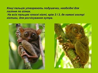 Кінці пальців утворюють подушечки, необхідні для
лазіння по гілках.
 На всіх пальцях плоскі нігті, крім 2 і 3, де наявні гострі
кігтики, для розчісування хутра.
 