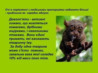 Очі в порівнянні з людськими пропорціями набагато більші
- приблизно як середнє яблуко.

  Довгоп’яти - активні
  хижаки, що живляться
  комахами, дрібними
  ящірками, і невеликими
  птахами. Вони єдині
  примати, які вживають
  тваринну їжу.
   За добу одна тварина
  може з’їсти поживи,
  загальна вага якої складає
  10% від маси його тіла.
 