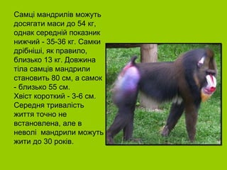 Самці мандрилів можуть
досягати маси до 54 кг,
однак середній показник
нижчий - 35-36 кг. Самки
дрібніші, як правило,
близько 13 кг. Довжина
тіла самців мандрили
становить 80 см, а самок
- близько 55 см.
Хвіст короткий - 3-6 см.
Середня тривалість
життя точно не
встановлена, але в
неволі мандрили можуть
жити до 30 років.
 