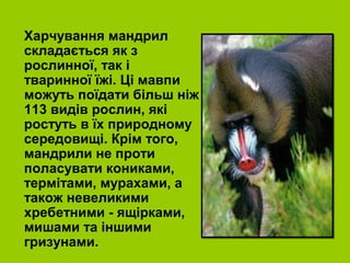 Харчування мандрил
складається як з
рослинної, так і
тваринної їжі. Ці мавпи
можуть поїдати більш ніж
113 видів рослин, які
ростуть в їх природному
середовищі. Крім того,
мандрили не проти
поласувати кониками,
термітами, мурахами, а
також невеликими
хребетними - ящірками,
мишами та іншими
гризунами.
 