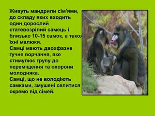 Живуть мандрили сім'ями,
до складу яких входить
один дорослий
статевозрілий самець і
близько 10-15 самок, а також
їхні малюки.
Самці мають двохфазне
гучне ворчання, яке
стимулює групу до
переміщення та охорони
молодняка.
Самці, що не володіють
самками, змушені селитися
окремо від сімей.
 