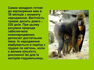 Самки мандрил готові
до відтворення вже в
39 місяців з моменту
народження. Вагітність
триває досить довго -
220 днів. При цьому
розумна природа
забезпечила
новонароджених
дитинчат достатньою
їжею. Їх народження
відбувається в період з
грудня по квітень, коли
є велика кількість
рослинної їжі для їх
матерів-годувальниць.
 