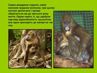 Самки мандрили годують своїх
малюків грудним молоком, при цьому
контакт дитинчати і матері
зберігається аж до третього року
життя. Однак навіть ті, що здобули
харчову відособленість трьохлітки,
все одно приходять до матері на час
сну.
 