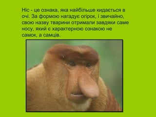Ніс - це ознака, яка найбільше кидається в
очі. За формою нагадує огірок, і звичайно,
свою назву тварини отримали завдяки саме
носу, який є характерною ознакою не
самок, а самців.
 