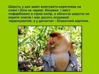 Шерсть у цих мавп жовтувато-коричнева на
спині і біла на череві. Кінцівки і хвіст
пофарбовані в сірий колір, а обличчя шерстю не
вкрите зовсім і має досить яскравий
червонуватий, а у дитинчат - блакитний відтінок.
 