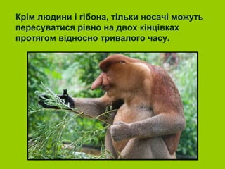 Крім людини і гібона, тільки носачі можуть
пересуватися рівно на двох кінцівках
протягом відносно тривалого часу.
 