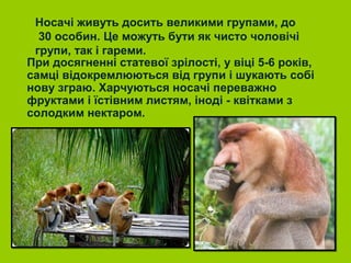 Носачі живуть досить великими групами, до
  30 особин. Це можуть бути як чисто чоловічі
 групи, так і гареми.
При досягненні статевої зрілості, у віці 5-6 років,
самці відокремлюються від групи і шукають собі
нову зграю. Харчуються носачі переважно
фруктами і їстівним листям, іноді - квітками з
солодким нектаром.
 