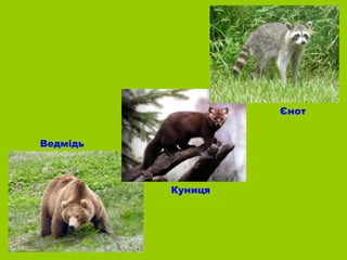 Єнот


Ведмідь



          Куниця
 