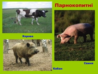 Парнокопитні




Корова




                  Свиня
         Кабан
 