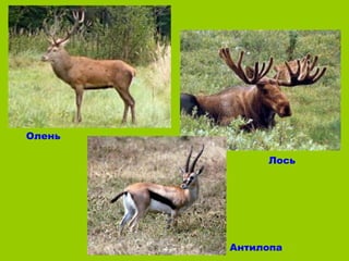Олень

             Лось




        Антилопа
 