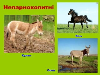 Непарнокопитні



                    Кінь




     Кулан




             Осел
 