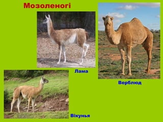 Мозоленогі




             Лама

                    Верблюд




         Вікунья
 