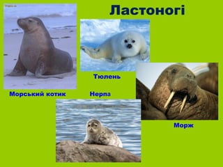 Ластоногі



                 Тюлень

Морський котик   Нерпа




                            Морж
 
