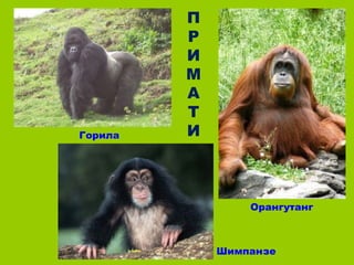 П
         Р
         И
         М
         А
         Т
Горила   И



                 Орангутанг



             Шимпанзе
 