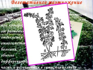 Вегетати́вное размноже́ние расте́ний представляет собой одну из форм бесполого размножения,  при которой  от растения  отделяется  относительно  большая,  обычно  дифференцированная,  часть и развивается в самостоятельное растение.   