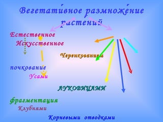 Вегетати́вное размноже́ние расте́ний Естественное   Искусственное Черенкованием почкование   Усами ЛУКОВИЦАМИ фрагментация   Клубнями Корневыми  отводками ПОРОСЛЬЮ 