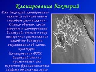 Клонирование бактерий   Для бактерий клонирование является единственным способом размножения. Однако обычно, когда говорят о клонировании бактерий, имеют в виду  намеренное  размножение какой-то бактерии, выращивание её клона, культуры. Клонирование ДНК   бактерий обычно применяется для изучения функциональных свойств отдельных генов или групп генов, извлеченных из бактериальной ДНК.   