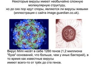 Некоторые вирусы имеют необычайно сложную молекулярную структуру,  но до сих пор идут споры, являются ли вирусы живыми  (иллюстрация с сайта image.guardian.co.uk).  .  Вирус  Mimi  несёт в себе 1260 генов (1,2 миллиона "букв"-оснований, что больше, чем у иных бактерий), в то время как известные вирусы  имеют всего-то от трёх до ста генов.  