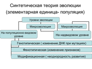 Синтетическая теория эволюции  (элементарная единица- популяция)   Уровни эволюции Микроэволюция  Макроэволюция  На популяционно-видовом уровне На надвидовом уровне Генотипическая ( изменение ДНК при мутациях) Фенотипическая (изменение признаков) Модификационная ( неоднородность развития) 
