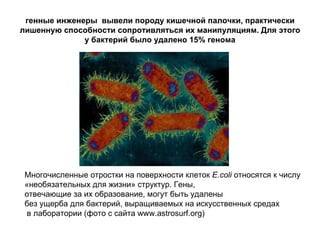 генные инженеры  вывели породу кишечной палочки, практически лишенную способности сопротивляться их манипуляциям. Для этого у бактерий было удалено 15% генома Многочисленные отростки на поверхности клеток  E.coli  относятся к числу  «необязательных для жизни» структур. Гены,  отвечающие за их образование, могут быть удалены  без ущерба для бактерий, выращиваемых на искусственных средах в лаборатории (фото с сайта www.astrosurf.org)  