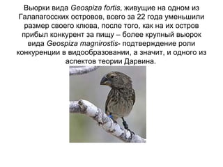 Вьюрки вида  Geospiza fortis , живущие на одном из Галапагосских островов, всего за 22 года уменьшили размер своего клюва, после того, как на их остров прибыл конкурент за пищу – более крупный вьюрок вида  Geospiza magnirostis - подтверждение роли конкуренции в видообразовании, а значит, и одного из аспектов теории Дарвина.   