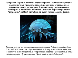 Со времён Дарвина известна закономерность "правило островов": если животных поселить на изолированном острове, они со временем сменят размеры — большие станут маленькими и наоборот. А недавно выяснилось, что если морское существо "отправить" на ПМЖ поглубже, то будет тот же самый эффект.   Замечательная иллюстрация правила островов:  Bathynomus giganteus .  Это глубоководное ракообразное имеет в длину около 45 сантиметров  и вес почти в 2 килограмма, в то время как родственные наземные виды не превышают 1,5 сантиметров (фото с сайта static.flickr.com).  