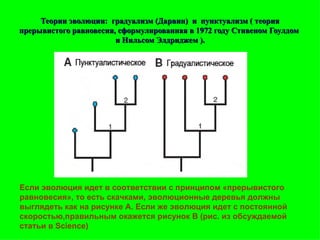 Теории эволюции:  градуализм (Дарвин)  и  пунктуализм ( теория прерывистого равновесия, сформулированная в 1972 году Стивеном Гоулдом  и Нильсом Элдриджем ). Если эволюция идет в соответствии с принципом «прерывистого равновесия», то есть скачками, эволюционные деревья должны выглядеть как на рисунке А. Если же эволюция идет с постоянной скоростью,правильным окажется рисунок B (рис. из обсуждаемой статьи в Science)   