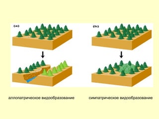 аллопатрическое видообразование  симпатрическое видообразование   