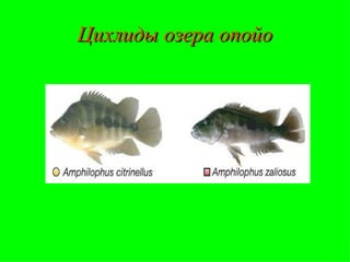 Цихлиды озера опойо 