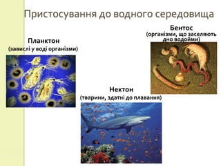 Пристосування до водного середовища
                                                             Бентос
                                                    (організми, що заселяють
       Планктон                                           дно водойми)
(завислі у воді організми)




                                       Нектон
                             (тварини, здатні до плавання)
 