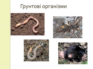 Грунтові організми
 