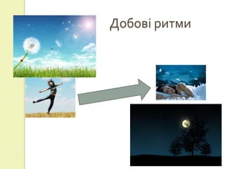 Добові ритми
 