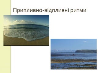 Припливно-відпливні ритми
 