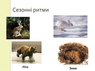 Сезонні ритми




   Літо         Зима
 