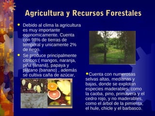 Agricultura y Recursos Forestales
 Debido al clima la agricultura
  es muy importante
  economicamente. Cuenta
  con 98% de tierras de
  temporal y unicamente 2%
  de riego.
 Se produce principalmente
  citricos:( mangos, naranja,
  piña (ananá), papaya y
  plátano (banano) , además
  se cultiva caña de azúcar,       Cuenta   con numerosas
  arroz, cacao, vainilla,          selvas altas, medianas y
  tabaco, maíz y café.             bajas, donde se explotan
                                   especies maderables, como
                                   la caoba, pino, primavera y el
                                   cedro rojo, y no maderables,
                                   como el árbol de la pimienta,
                                   el hule, chicle y el barbasco.
 