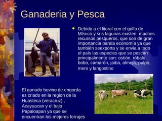Ganaderia y Pesca
                           Debido a el litoral con el golfo de
                            México y sus lagunas existen muchos
                            recursos pesqueros, que son de gran
                            importancia parala economía ya que
                            también seexporta y se envia a todo
                            el país las especies que se pescan
                            principalmente son: ostión, róbalo,
                            bobo, camarón, jaiba, almeja, pulpo,
                            mero y langostino



El ganado bovino de engorda
es criado en la region de la
Huasteca (veracruz) ,
Acayuacan y el bajo
Papaloapan ya que se
encuentran los mejores forrajes
 