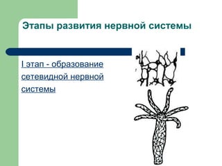 Этапы развития нервной системы


I этап ‑ образование
сетевидной нервной
системы
 