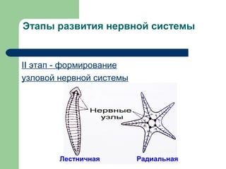 Этапы развития нервной системы


II этап ‑ формирование
узловой нервной системы




        Лестничная        Радиальная
 