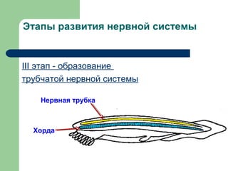 Этапы развития нервной системы


III этап - образование
трубчатой нервной системы

    Нервная трубка



  Хорда
 