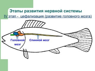 Этапы развития нервной системы
IV этап ‑ цефализация (развитие головного мозга)




   Головной   Спинной мозг
     мозг
 