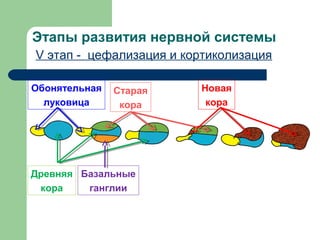 Этапы развития нервной системы
V этап ‑ цефализация и кортиколизация

Обонятельная   Старая    Новая
  луковица      кора      кора




Древняя Базальные
 кора    ганглии
 