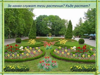 За какво служат тези растения? Къде растат?
 