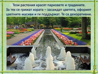 Тези растения красят парковете и градините.
За тях се грижат хората – засаждат цветята, оформят
цветните масиви и ги поддържат. Те са декоративни.
 