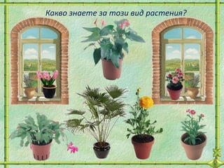 Какво знаете за този вид растения?
 