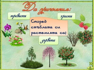 тревисти                 храсти
           Според
           стъблата си
           растенията са:
               дървета
 