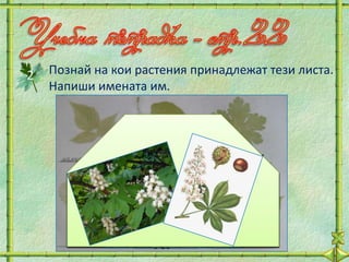 2   Познай на кои растения принадлежат тези листа.
    Напиши имената им.




                    лжпа       здравец




       ягода        дъб        кессен
 