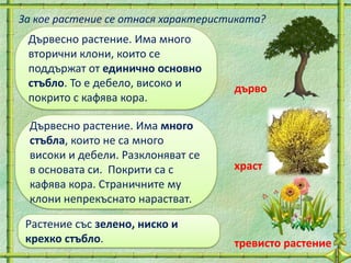 За кое растение се отнася характеристиката?
 Дървесно растение. Има много
 вторични клони, които се
 поддържат от единично основно
 стъбло. То е дебело, високо и       дърво
 покрито с кафява кора.

 Дървесно растение. Има много
 стъбла, които не са много
 високи и дебели. Разклоняват се
 в основата си. Покрити са с         храст
 кафява кора. Страничните му
 клони непрекъснато нарастват.

 Растение със зелено, ниско и
 крехко стъбло.                      тревисто растение
 