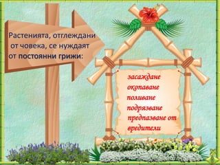 Растенията, отглеждани
от човека, се нуждаят
от постоянни грижи:

                         засаждане
                         окопаване
                         поливане
                         подрязване
                         предпазване от
                         вредители
 